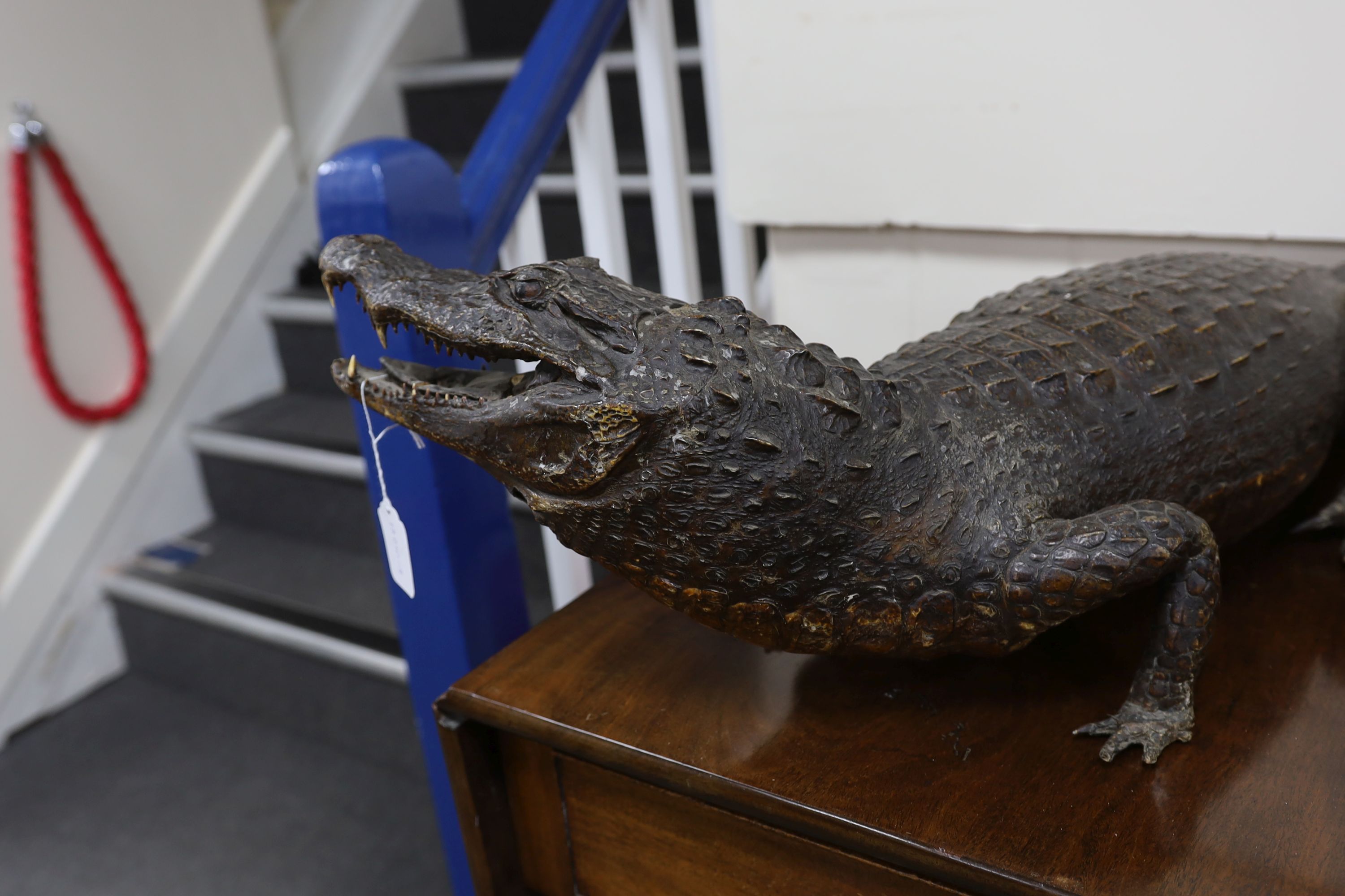 A taxidermy late 19th century Nile crocodile, approximately 92cm long